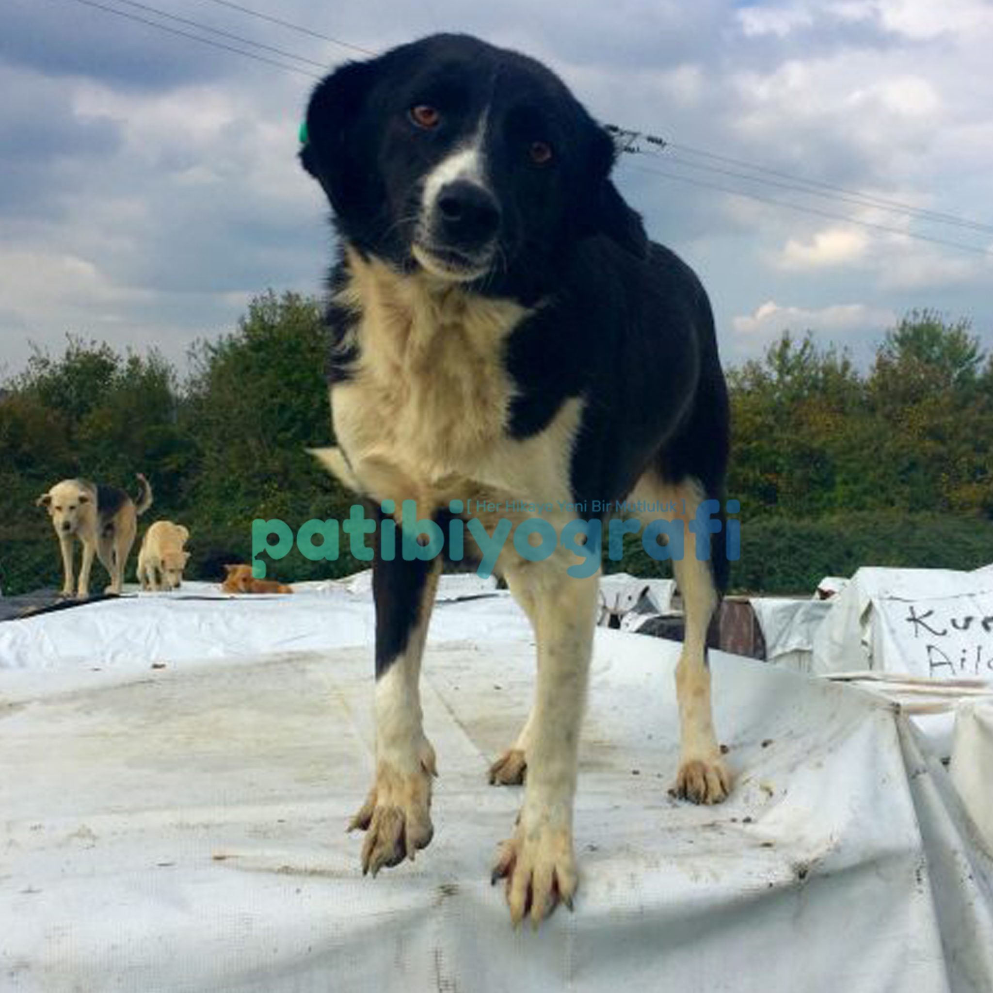 Huysuz İhtiyar Orman Beslemesi