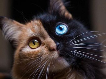 Birisi güzellik mi dedi? …