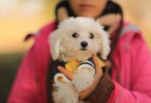 Köpekeler Hakkında 40 Faydalı Bilgi