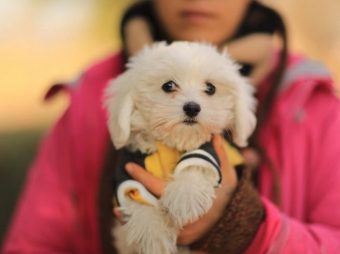 Köpekeler Hakkında 40 Faydalı Bilgi