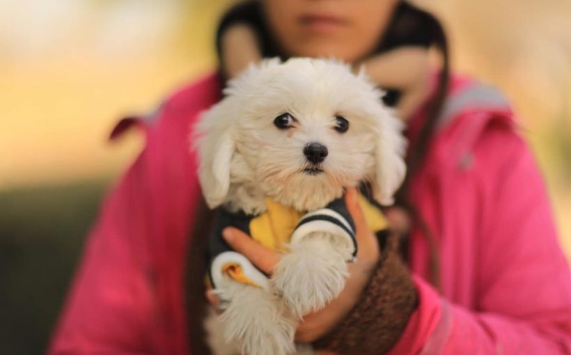 Köpekeler Hakkında 40 Faydalı Bilgi