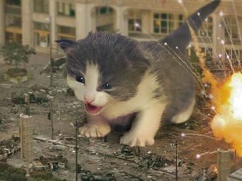 Şehri Ele Geçiren Kediler