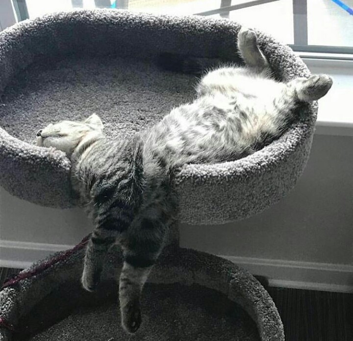 Pazar Günü Uyanamayanlar