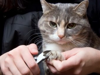 Kedilerde Tırnak Bakımı ve Kesimi