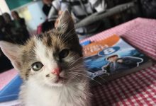 Okulumuzun bir tanesi