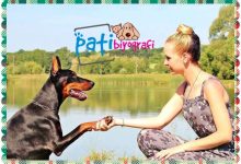 Köpeklerin Eğitimi Nasıl Olmalı?