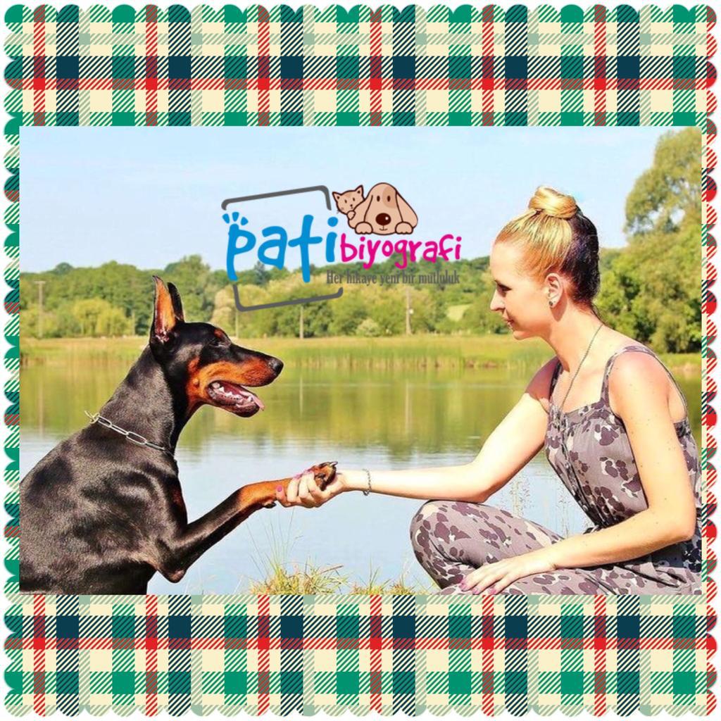 Köpeklerin Eğitimi Nasıl Olmalı?