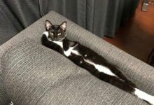 Onlarca kedi arasından neden ben anlatsana biraz ?