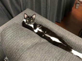 Onlarca kedi arasından neden ben anlatsana biraz ?