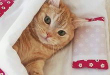 Ben yattım. İyi geceler