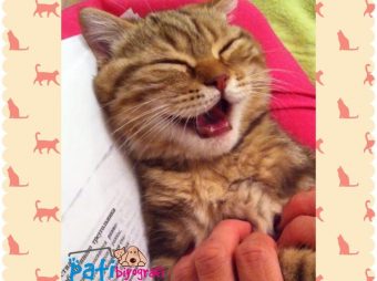 Kediler Evde Yaşayabilir mi?