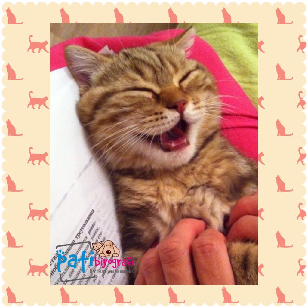 Kediler Evde Yaşayabilir mi?