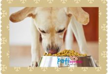 Köpekler Nasıl Beslenmeli?﻿