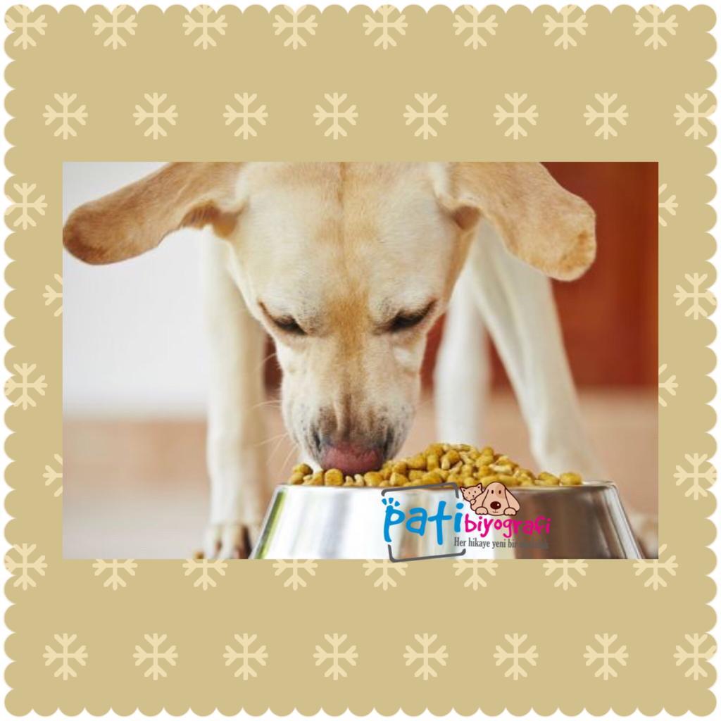 Köpekler Nasıl Beslenmeli?
