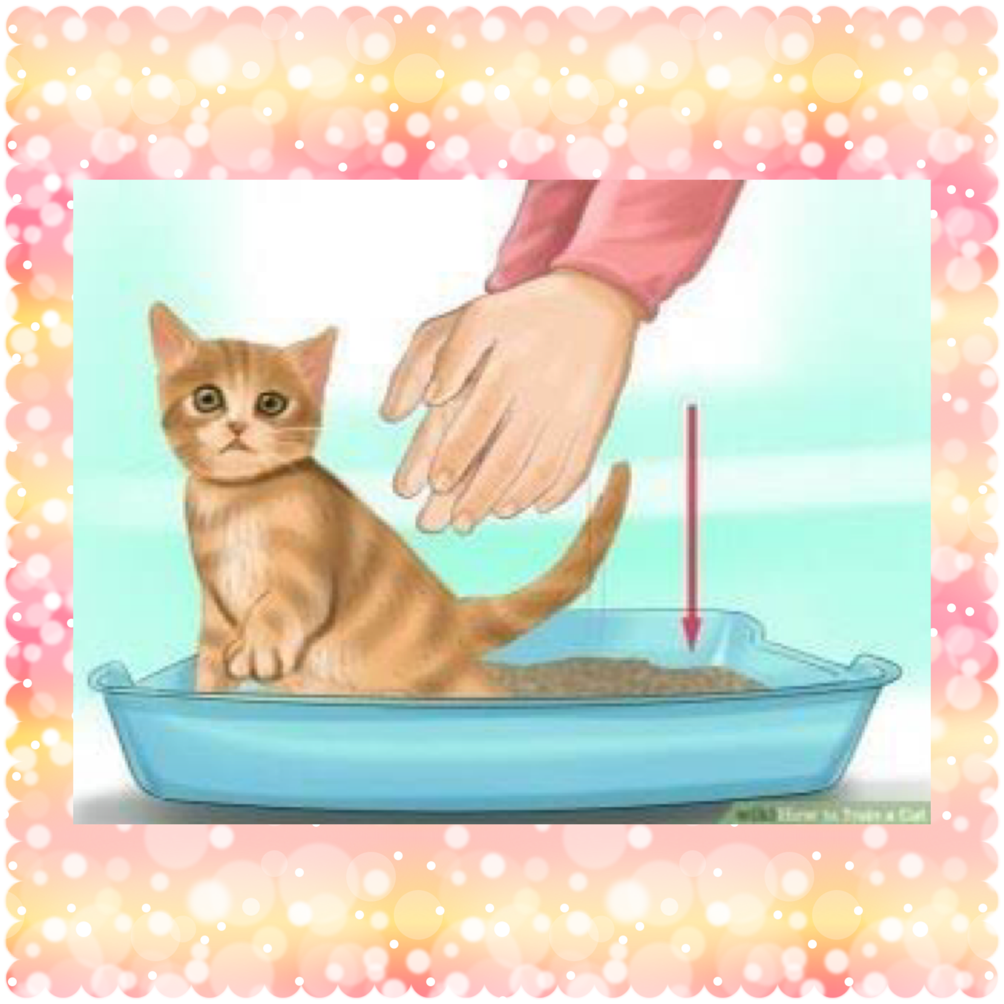 Kedilerin Tuvalet Eğitimi Nasıl Olur?