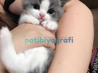 Annesiz bir yavru kedinin bakımı nasıl yapılır?