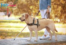 Rehber Köpek Nedir?