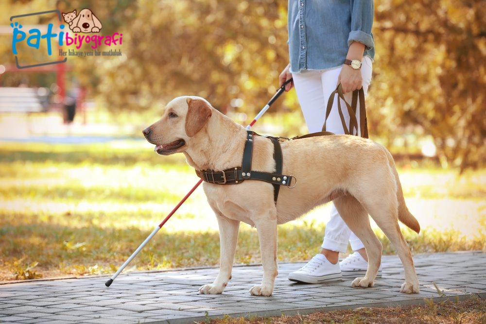 Rehber Köpek Nedir?