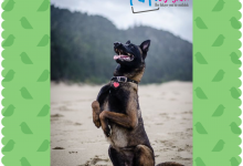 Belçika Çoban Köpeği