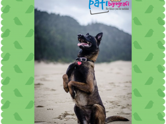 Belçika Çoban Köpeği