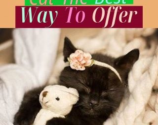 Do You Do Have A Suggest Cat? The Best Way To Offer