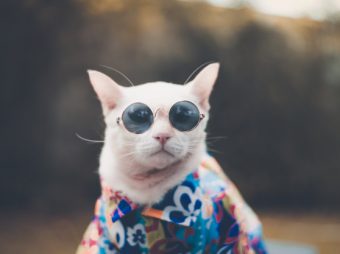 Bir Kedinin / Köpeğin Aylık Masrafı Nedir?