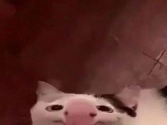 Community Assistance To Get A Grumpy Green Inside Of A Monster Menagerie