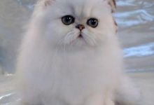 Five Parenting Guidelines For Young Children In Difficulties