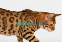 California Spangled Kedi Cinsi