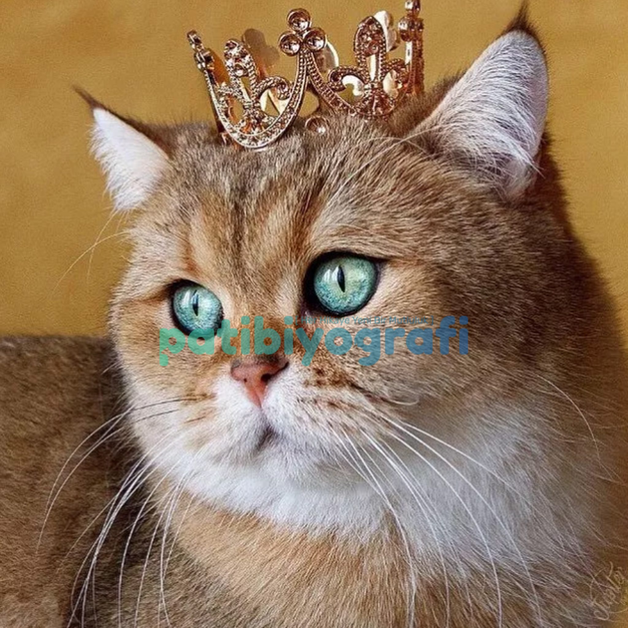 Corona Virüsü Nedir?